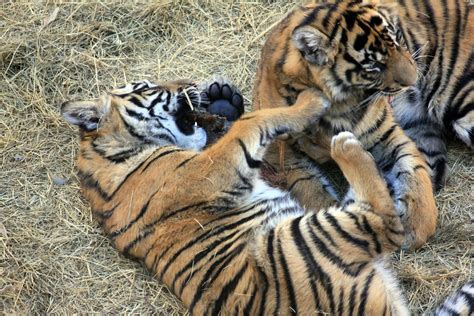 Sumatran Tiger Cubs Image Free Stock Photo Public Domain Photo