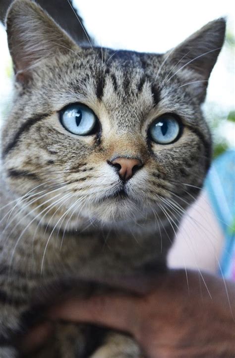 This is where we can share pics, stories, and information. photogenic felines | Tabby cat, Cute cats and kittens