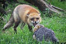 Red fox - Wikipedia
