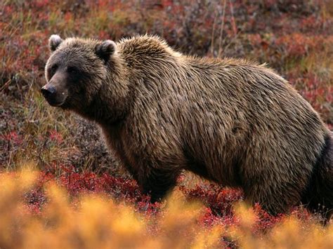 Walaupun kebanyakan haiwan hidup berkumpulan, ada spesies yang hidup bersendirian. uniquely animals: Haiwan yang Hidup Bersendirian