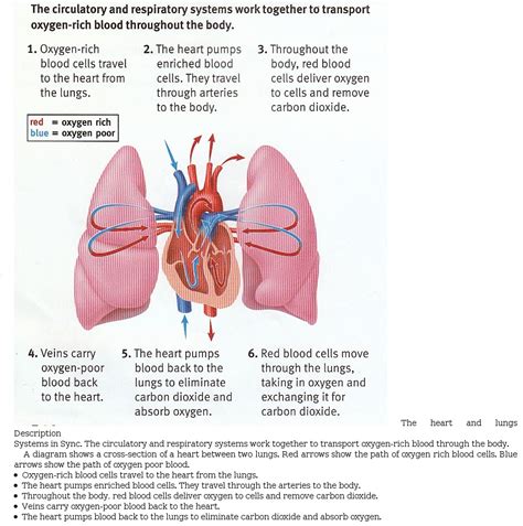 Sample 1 Heart And Lung Diagram Accessible Image Sample Book