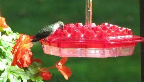 Lil Sweety Feeders Window Hanger Plastic Windows Humming Bird Feeders