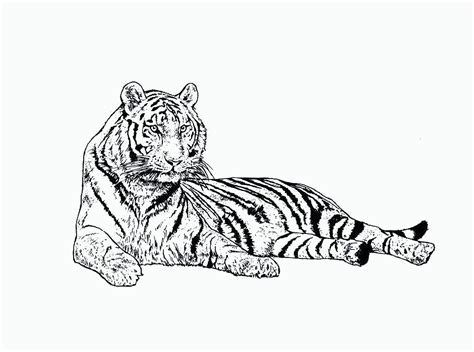 Desenho De Tigre Deitado Para Colorir Tudodesenhos