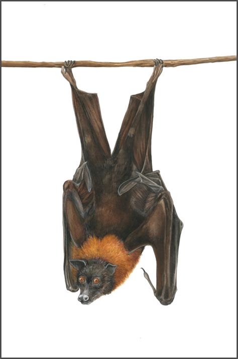 Spectacled Flying Fox The Art Of Mindy Lighthipe