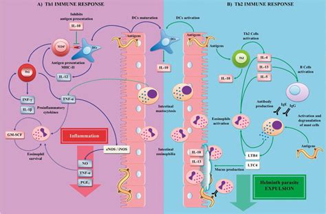 Physiology And Pathology Of Innate Immune Response Against Pathogens