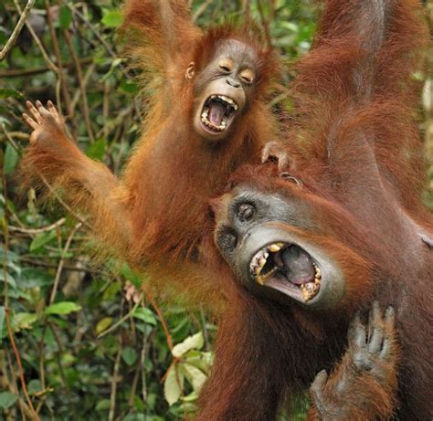 Funny Laughing Animal Pictures Amazing Creatures