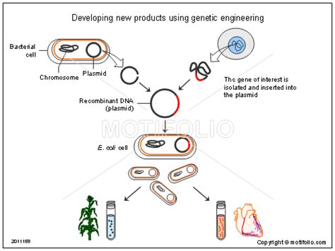 Traditional methods of modifying plants, like selective genetic engineering is a method that, among other things, enables scientists to copy a gene with a desired. Developing new products using genetic engineering ...