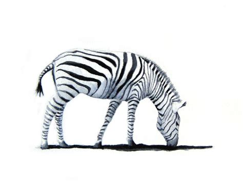 Watercolor Zebra Art Grazing Zebra Original Zebra Watercolor