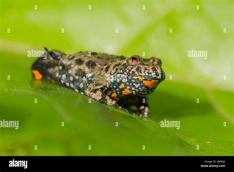 Wildlife Photo Of European Fire Bellied Toad Stock Photo Alamy
