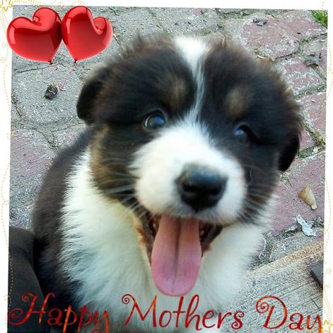 This mother's day, let a special woman in your life know how much they mean to you by showering them with love, kind words and thoughtful gifts. Mother's Day | Australian shepherd puppy, Happy mother s ...