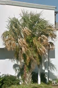 Although we have flowering magnolias, we don't have palm trees like florida. Virginia Beach Palm Trees! (2016) - TRAVEL LOGS - PalmTalk