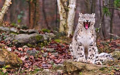 Leopard Snow Ferocious Animals Wallpapers Wild Desktop