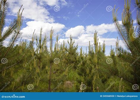 Young Trees Small Pines In The Field Stock Photo Image Of Greens