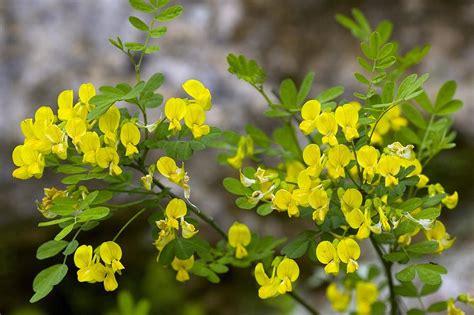 False Senna Coronilla Emerus Photograph By Bob Gibbons Fine Art America