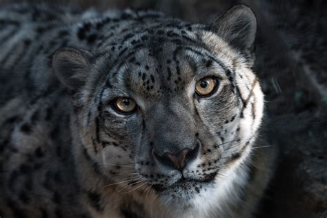 50 Snow Leopard Facts About The Ghost Of The Mountains 2022