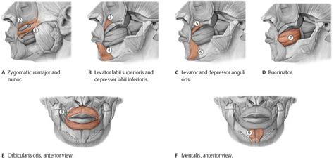 Muscles of the Skull & Face - Atlas of Anatomy