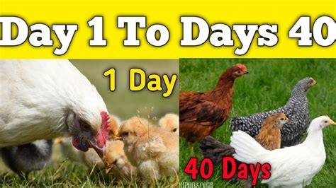 Chicken Growth From Day 1 To The Age Of 40 Days Chicken Growth Day
