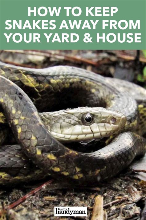 How To Keep Snakes Away From Your Yard And House Keep Snakes Away