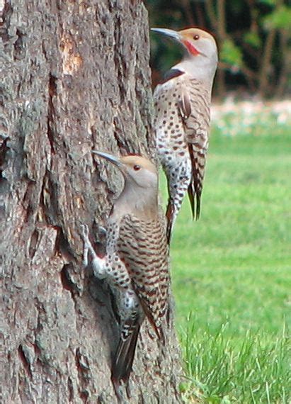 Meaning of flicker in english. Birds: The Departure of the Northern Flicker - - The ...