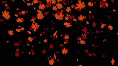 Falling Autumn Leaves Animation Use Your Footage In The Bg Make It