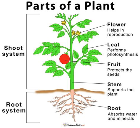 Main Parts Of A Plant Their Functions Structure Diagram Parts Of A