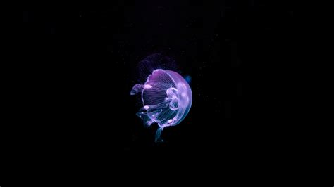 Wallpaper 1600x900 Px 62 Bokeh Jelly Jellyfish Ocean Sea
