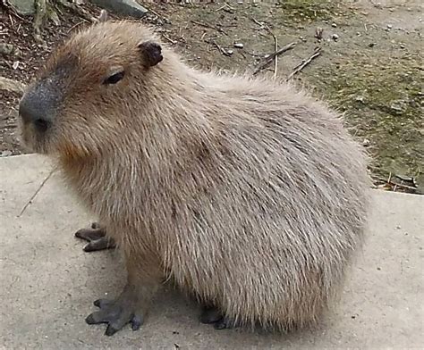 Capybaras Giant Rodents Of South America And Exotic Pets Pethelpful