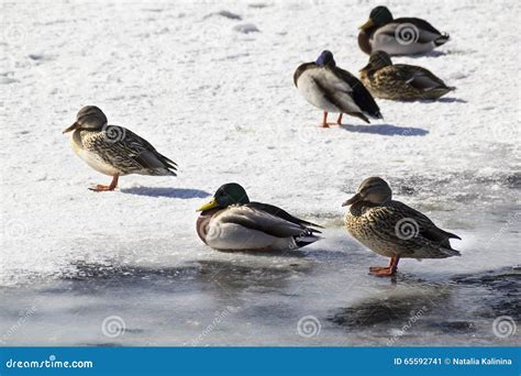 Mallard Ducks On The Snow Stock Image Image Of Winter 65592741