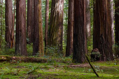 Redwood Tree Arbor Operations