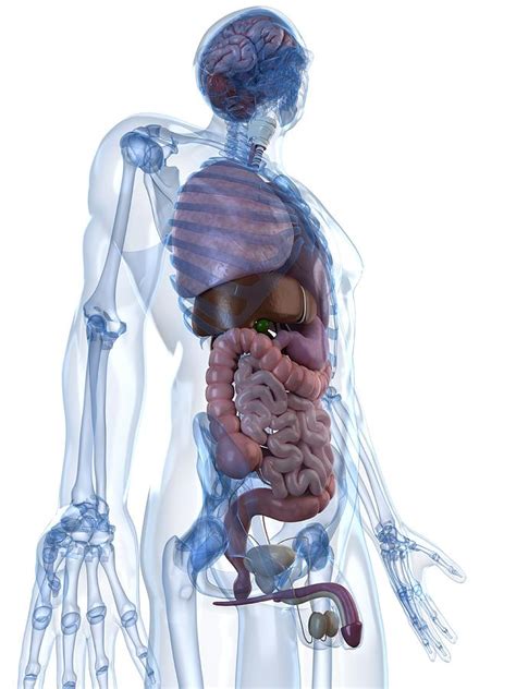 male anatomy artwork digital art by sciepro