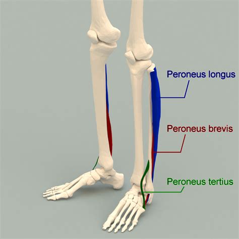 Peroneus Longus Anatomy