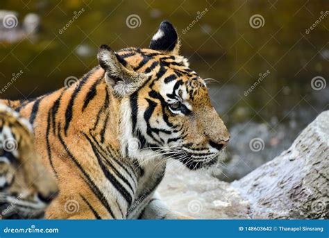 El Tigre Est En El Parque Zoolgico El Tigre Es Un Animal Feroz Foto