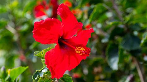 In addition, vitamin c promotes. Health benefits of Hibiscus flower know Advantages ...