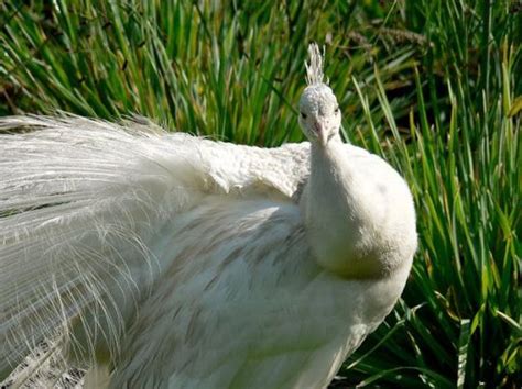 Merak adalah tiga spesies burung dalam genus pavo dan afropavo dari familia ayam hutan, phasianidae. Ragam Jenis, Burung Merak, Merak Biru, Merak Putih, Merak ...