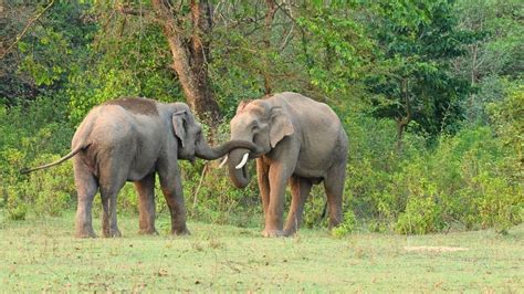 Affectionate And Loving Asian Elephants At Jhilmil Jheel Conservation