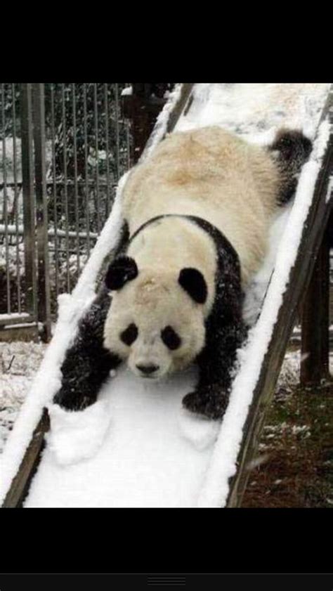 Aww Love Pandas Panda Funny Cute Animals Panda Bear