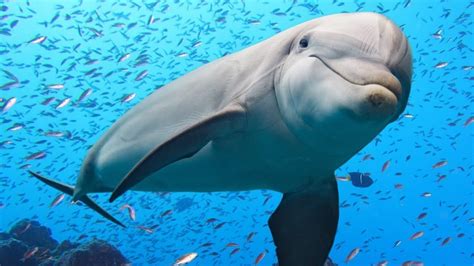 Interesting facts about Dolphin intelligent aquatic mammal