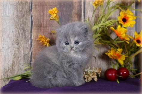 Blue Cream Teacup Persian Persian Kittens Cute Cats And Dogs Teacup