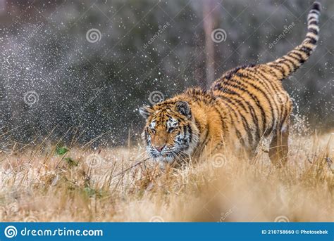 Siberian Tiger Running Beautiful Dynamic And Powerful Photo Of This