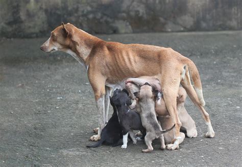 Generally speaking, a puppy can control. How Long Are Dogs Pregnant - Dog Pregnancy Cycle