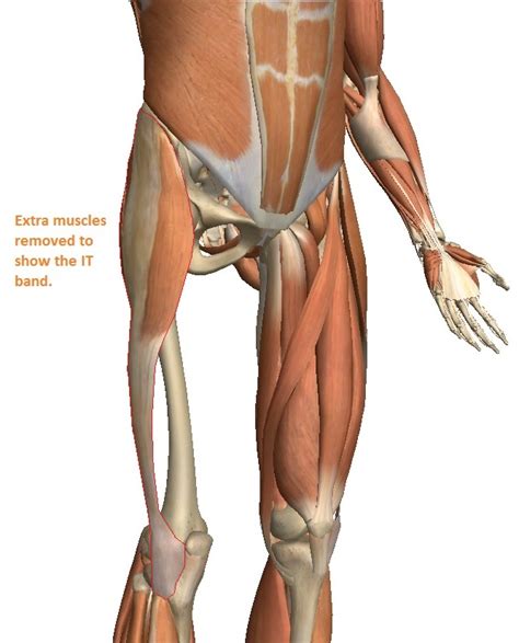 Any injury or disease of the hip will adversely affect the joint's range of motion and ability to bear weight. Trochanteric Bursitis and Hip Pain - Innova Pain ...