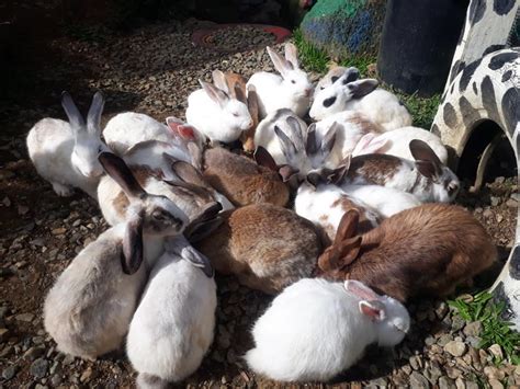 How do u keep rabbits out of garden. Rabbit Garden In M'sia Is As High As Genting Highlands ...