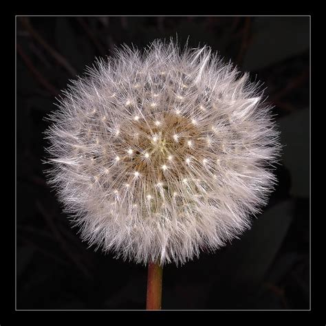 Dandelion Seed Head Flickr Photo Sharing