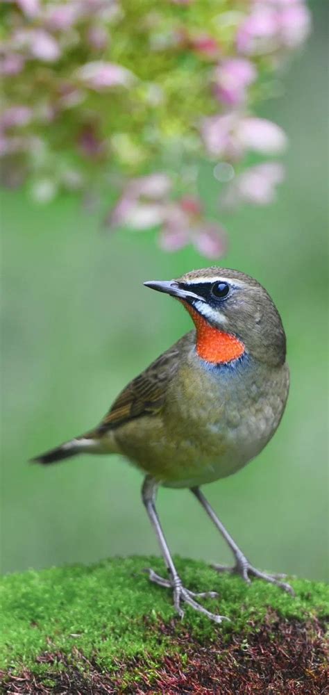 Beauty Of Birds Siberian Rubythroat This Species Breeds Throughout