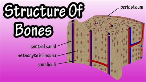 Compact Bone Diagram Lacunae Cartilage Bone Ossification The