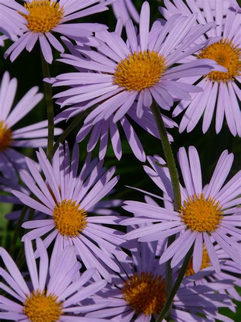 Purple Daisy Plant Free Image Peakpx