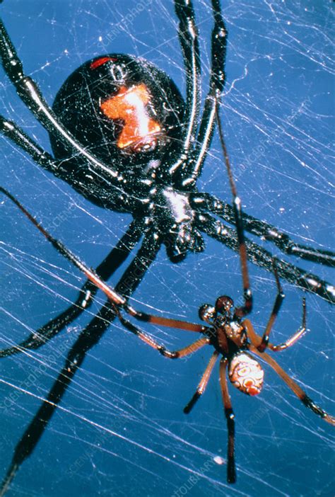 Famous Black Widow Spider Male Vs Female 2022 Octopussgardencafe