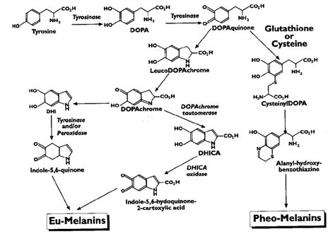 Melanin Biosynthesis Pathways Download Scientific Diagram