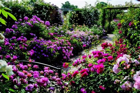 Introduced in united kingdom by david austin roses limited (uk) in 2013 as 'thomas à becket'. Cynthia Brian's Gardening Guide for February