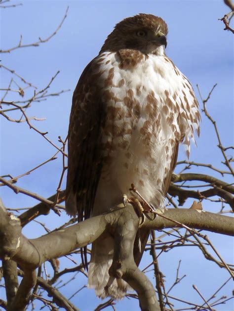 Prospect Park Bird Sightings And North Brooklyn Nature News Christmas